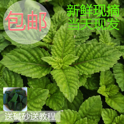 包邮凉粉草新鲜广东配送教程