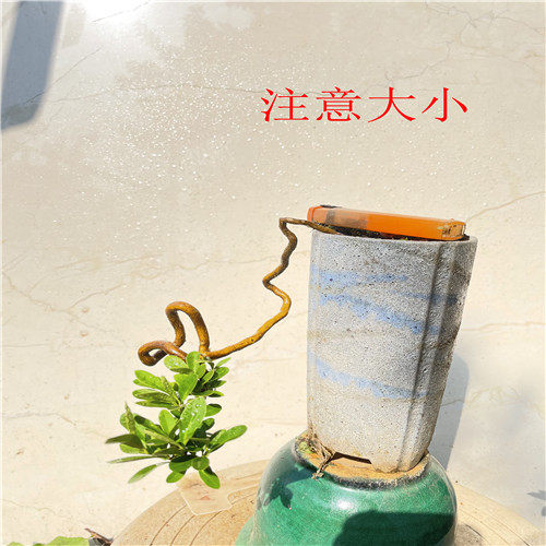 直播专用岭南盆景根艺茶台造型小品盆景一物一拍
