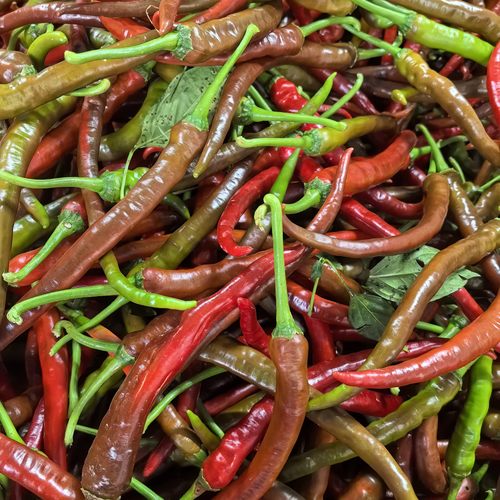 新鲜辣椒尖椒湖南郴州泡菜辣椒乌红辣椒酱色辣椒剁椒泡椒原料