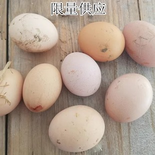土鸡蛋   乡下散养笨鸡蛋  五谷杂粮喂养放心农家鸡蛋