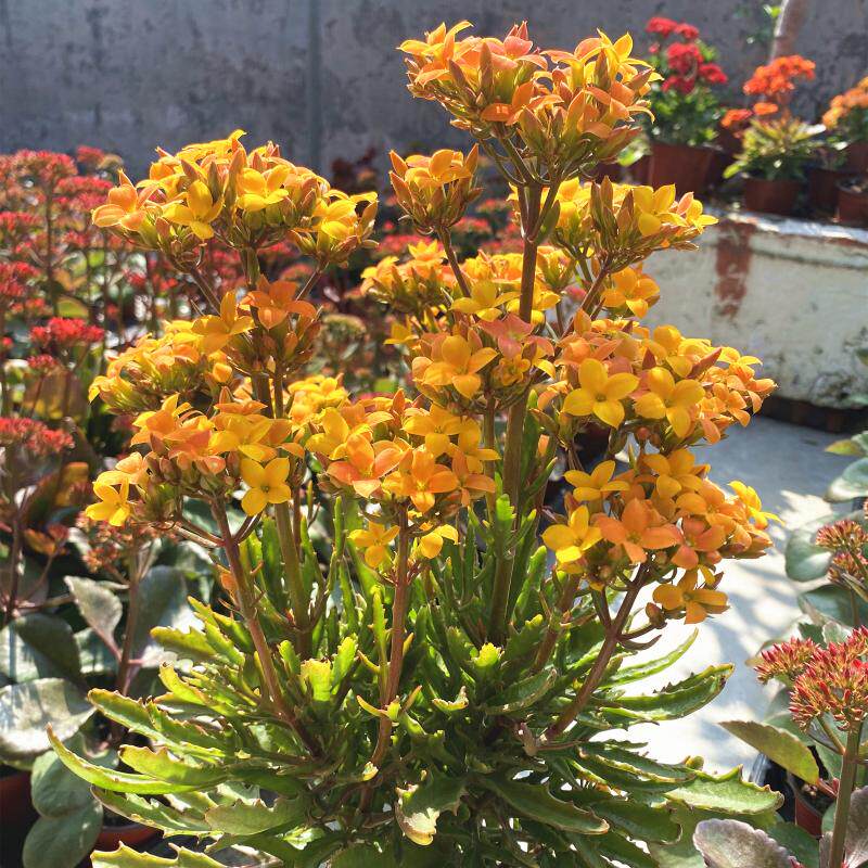 裂叶鹿角长寿花盆栽黄花单瓣小苗庭院阳台四季多肉绿植鸡爪三七苗