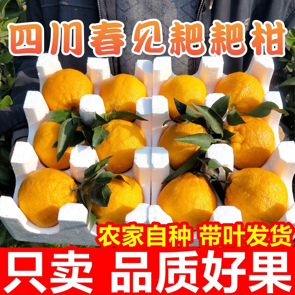 正宗四川春见耙耙柑现摘大果橘子杷杷柑丑桔当季新鲜水果整箱包邮,水产肉类/新鲜蔬果/熟食,桔子,淘宝优惠券,粉丝福利购,淘宝优惠卷