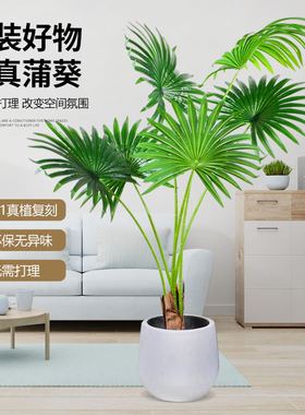 苏之泽仿真景观 仿真蒲葵植物 假大叶绿植简约大气 室内软装绿值