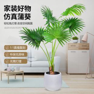 苏之泽仿真景观 仿真蒲葵植物 假大叶绿植简约大气 室内软装绿值