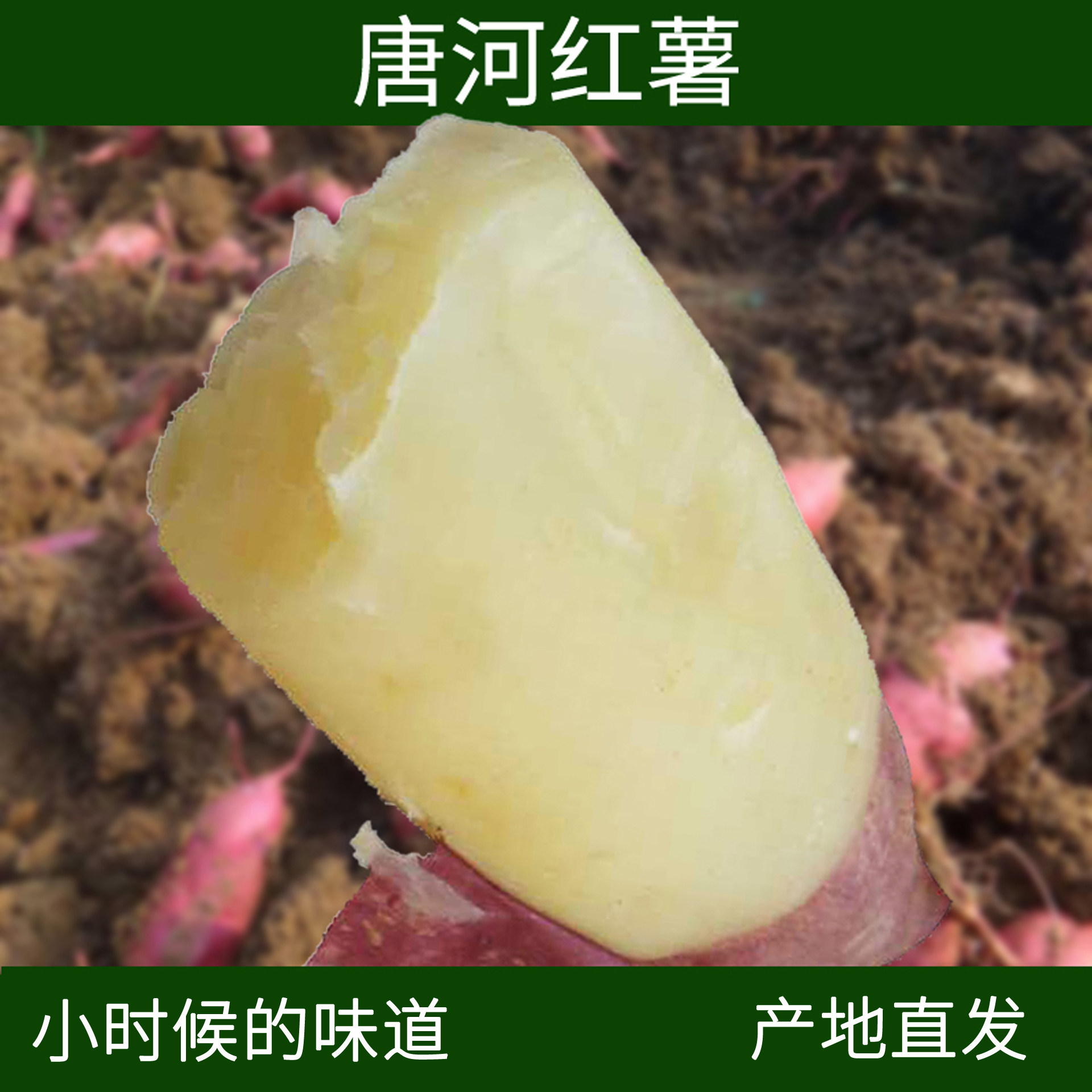 白心地瓜新鲜粉面红薯老品种番薯