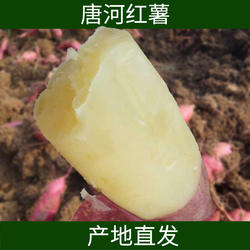 白心地瓜 新鲜农家自种紫皮白心面番薯 山芋 河南唐河特产 白红薯