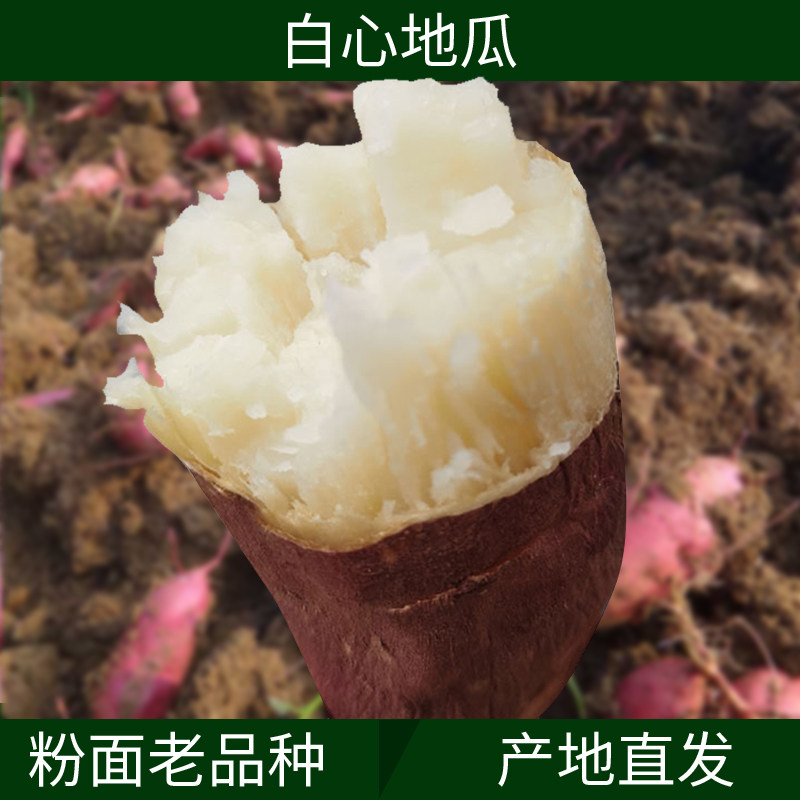 白心红薯河南特产粉面番薯