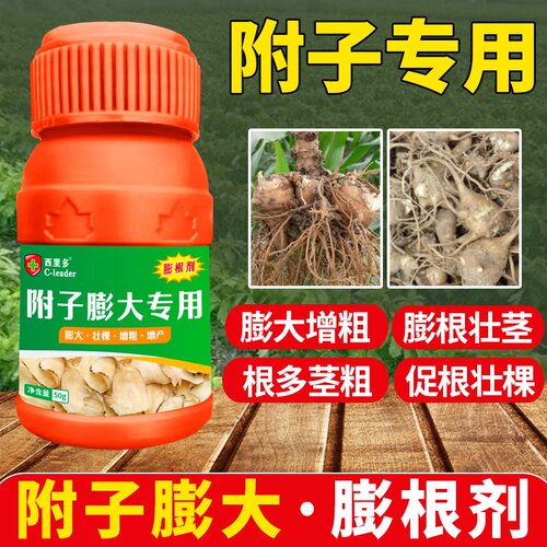 附子父子付子地下猛长膨果药材