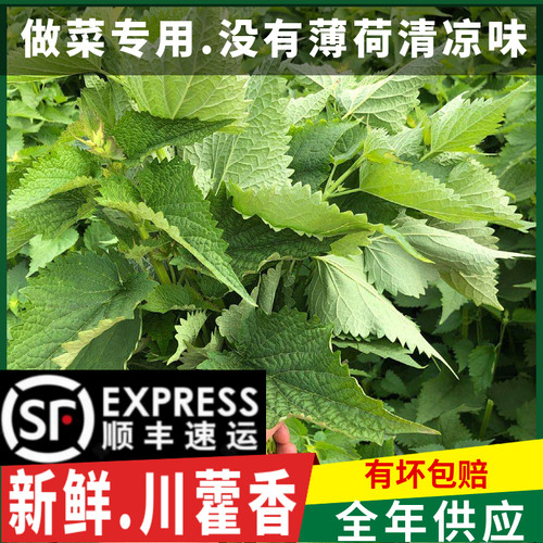 顺丰带杆藿香叶 做鱼调料 四川藿香新鲜采摘包邮 豆花蘸料 藿香菜 - 封面