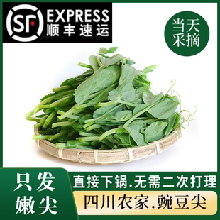 【顺丰包邮】四川新鲜豌豆尖豌豆苗嫩尖当季蔬菜现摘农家龙须菜