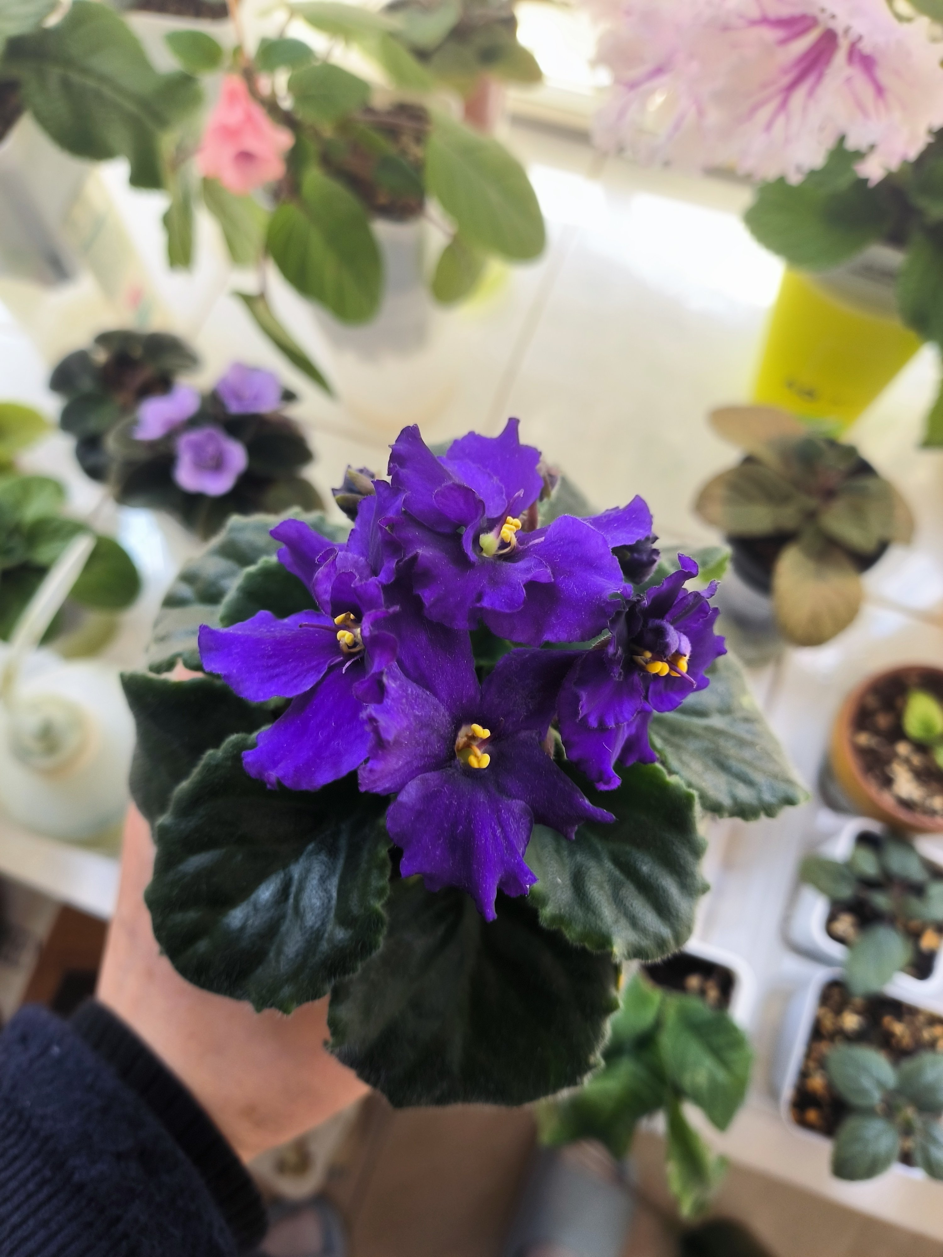 非洲堇天鹅湖盆栽非洲紫罗兰室内易养植物阳台花卉适合室内养的花