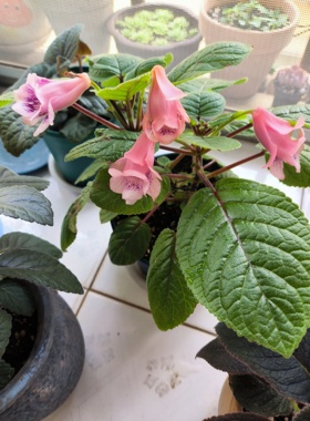 迷套晚礼服苦苣苔盆栽室内花苗易养植物阳台花卉观花盆栽