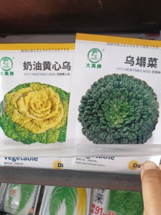 乌塌菜种子黑心乌塌菜籽秋季阳台盆栽四季播塌棵菜蔬菜种孑