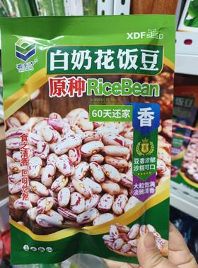 【奶白花饭豆种子】新籽不搭架东北饭豆种子腰豆芸豆种子60天还家