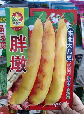 【胖墩大几豆】鼓豆面豆豆角种子耐热菜园春秋播蔬菜种籽孑