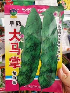【早熟大马掌油豆角种子】宏宇东北纯豆角籽搭架面豆角无筋无柴