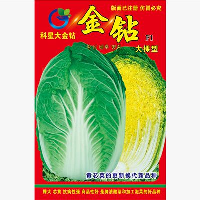 科星金钻大黄心白菜种子   正品腌储两用黄芯大白菜