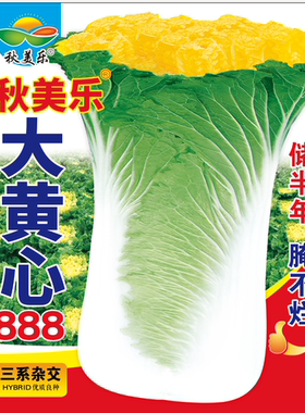 秋美乐大黄心888耐寒大白菜种子