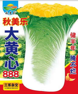 秋美乐大黄心888直筒高桩白菜种子秋季播耐寒早熟酸菜王