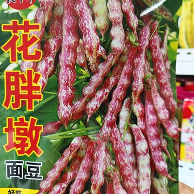 【花胖墩豆角】早熟鼓豆面豆东北油豆正宗