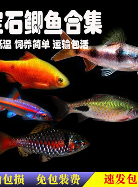 小型观赏鱼鲫鱼淡水冷钻石彩虹鲫
