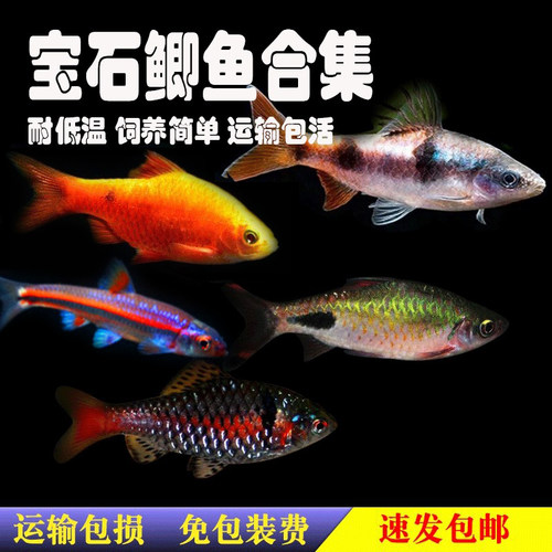 小型观赏鱼鲫鱼淡水冷钻石彩虹鲫