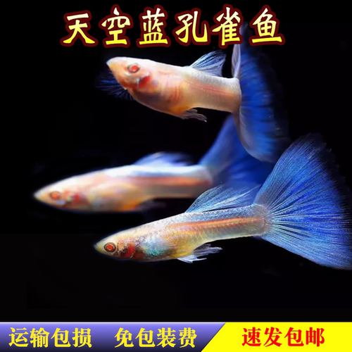 孔雀鱼淡水鱼天空蓝鱼凤尾鱼胎生