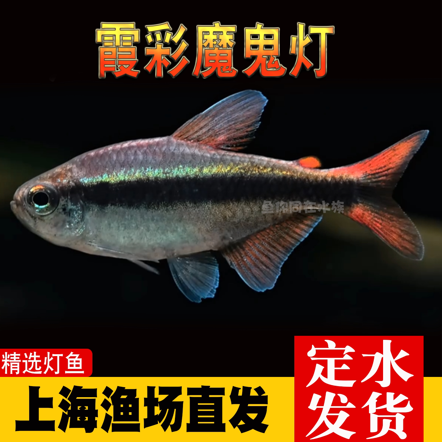 霞彩魔鬼灯鱼热带鱼草缸群游高端南美灯鱼皇室魔鬼鱼活体