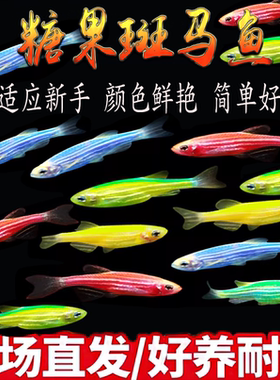 荧光斑马鱼斑马鱼冷水鱼小型蝶翼