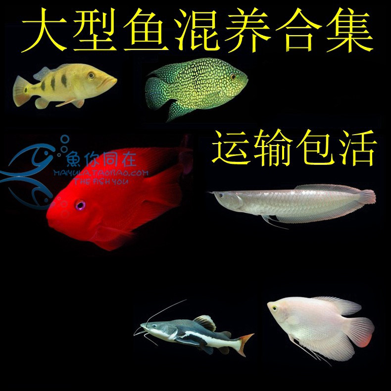 银龙财神黑白蓝鲨帝王三间大型鱼图片