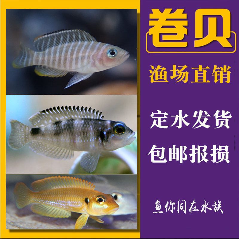 卷贝鱼斑马贝黄金叮当黄帆天堂鸟热带鱼观赏棋盘凤凰坦鲷三湖慈鲷