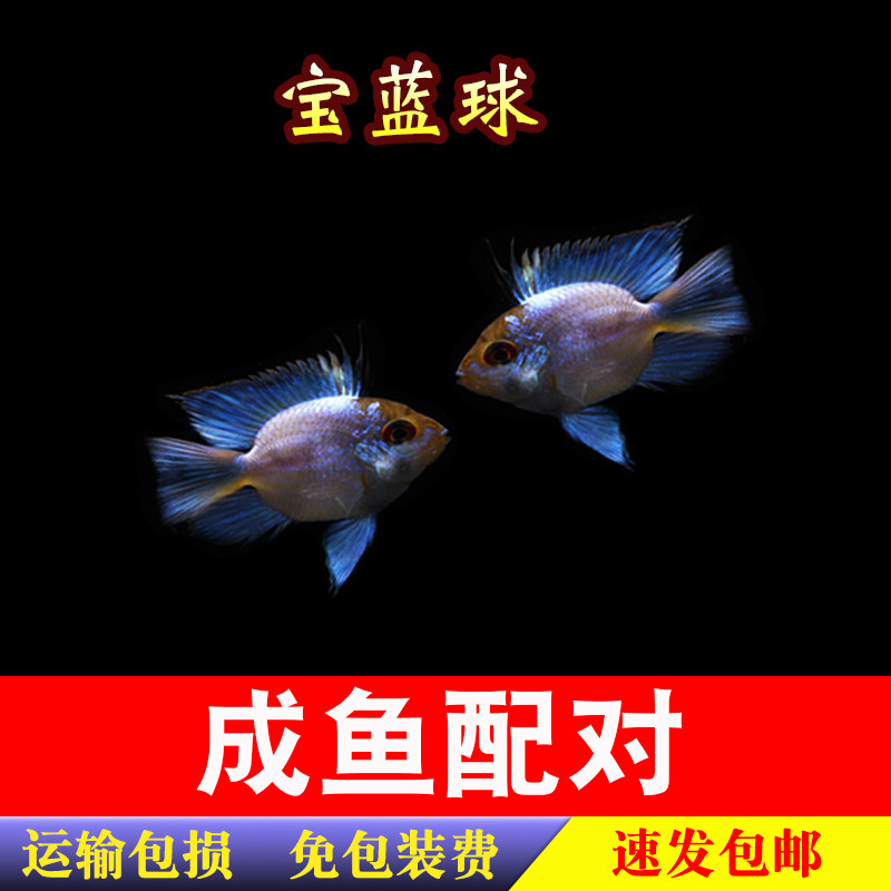 宝蓝凤凰球鱼 阿凡达球 宝蓝凤凰鱼 短鲷类 热带鱼 观赏鱼 活体