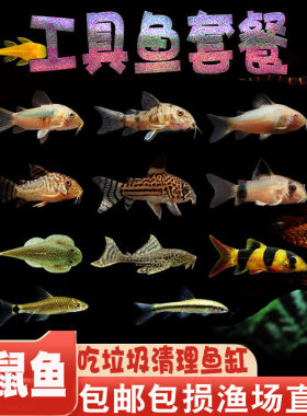 清道夫老鼠鱼鱼金苔鼠