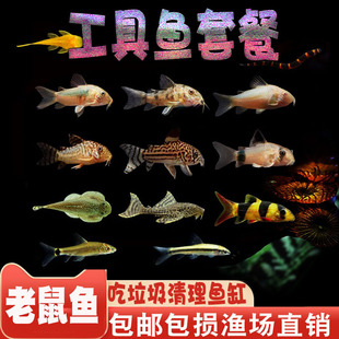 老鼠鱼清道夫鱼底栖除藻清洁工具金苔鼠琵琶咖啡熊猫珍珠黑线飞狐