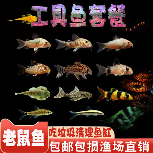 清道夫老鼠鱼鱼金苔鼠