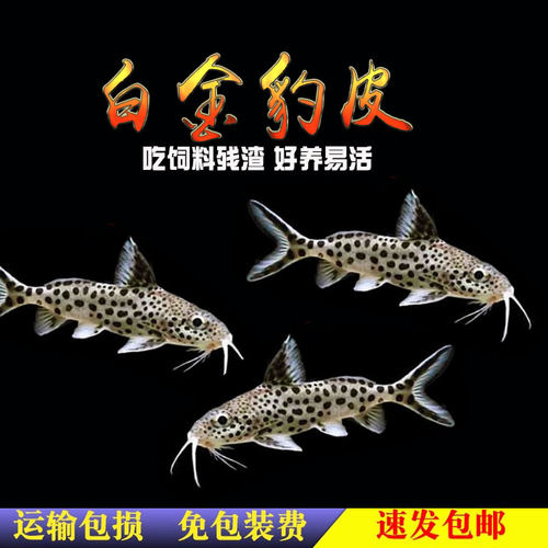 南美底栖鱼热带鱼白金豹皮