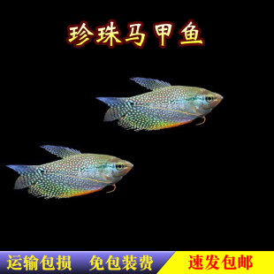 马甲鱼 大小齐全 混养鱼 活体 珍珠马甲鱼 观赏鱼 新手鱼 热带鱼