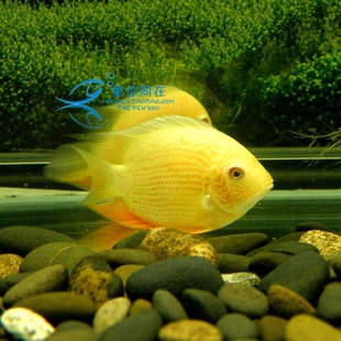 金菠萝喷点菠萝鱼肯梅塔热带鱼活体水族宠物鱼淡水中型鱼活体鱼苗