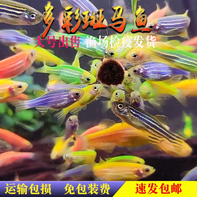大号荧光彩色红蓝斑马鱼蝶翼长尾长鳍活体冷淡水练手小型热带观赏