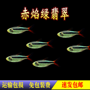 赤焰绿翡翠灯鱼南美进口小型灯鱼稀有品种红尾炽焰翡翠绿灯鱼活体