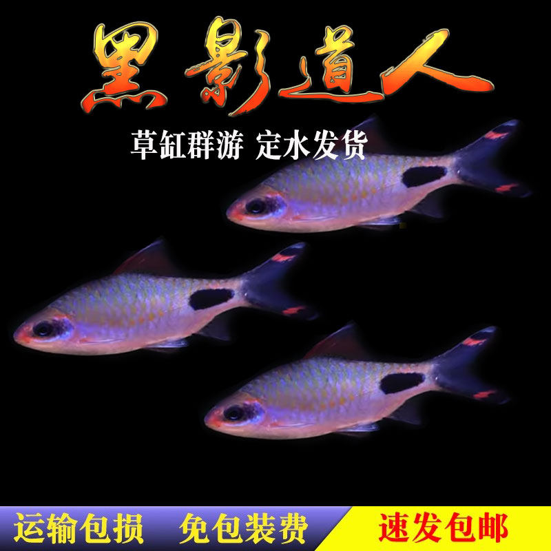 黑影道人黄化一眉水草缸群游之王热带观赏鱼彩虹道人紫红两点鲫活