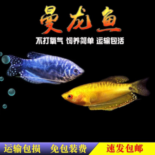 蓝曼龙黄曼龙鱼热带观赏鱼丝足吃涡虫小型草缸淡水好养活体包油