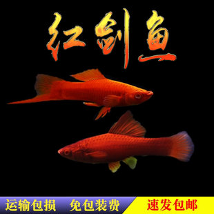 红剑鱼鱼剑尾鱼玛丽胎生热带观赏鱼活体淡水混养草缸鱼包活包邮