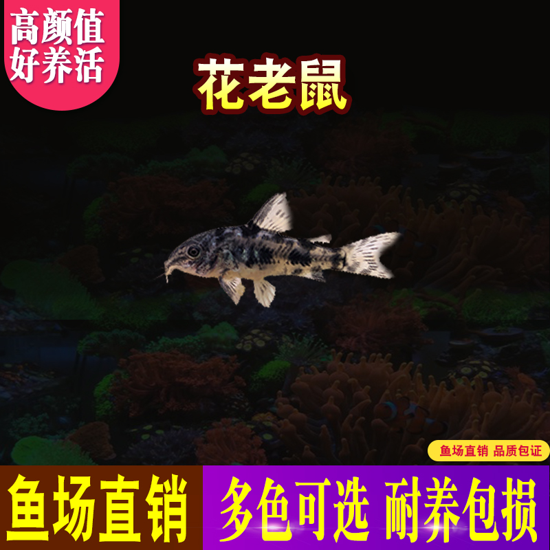 活体草缸渔场直销鼠鱼