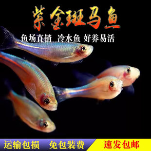 紫金斑马鱼小型观赏鱼原生淡水鱼冷水鱼玫瑰金线半线丹鱼大班马鱼