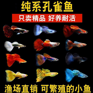 孔雀鱼观赏鱼小型淡水好养纯种凤尾红绿灯胎生热带小鱼活热带鱼