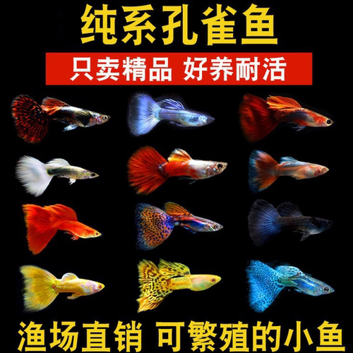 淡水观赏好养胎生鱼孔雀鱼观赏鱼