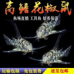 花鼠鱼热带鱼观赏白花椒熊猫老鼠鱼长鳍长尾鼠底栖小型工具鱼活体