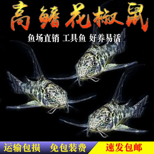 花鼠鱼热带鱼观赏白花椒熊猫老鼠鱼长鳍长尾鼠底栖小型工具鱼活体