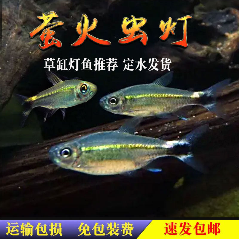 萤火虫鱼水草缸群游灯科鱼小型鱼鱼南美进口热带鱼高端观赏鱼活鱼